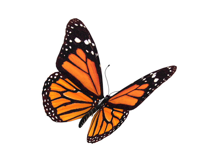 butterfly white background